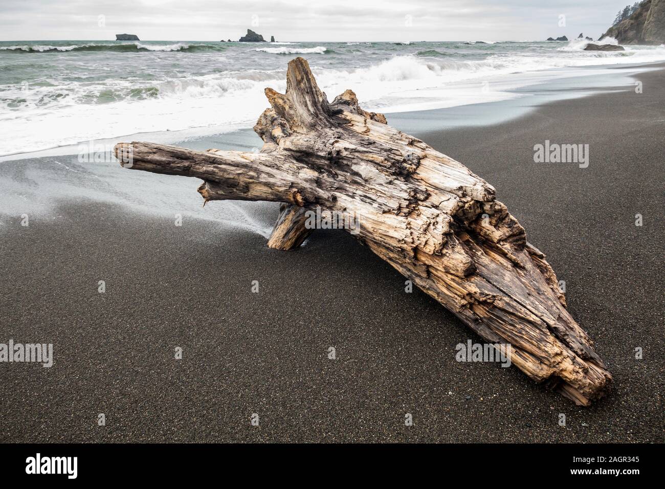 Große Stämme und stümpfe von treibholz Line diese Strände auf der wilden Olympischen Küste, Rialto Beach, Olympic National Park, Washington, USA. Stockfoto