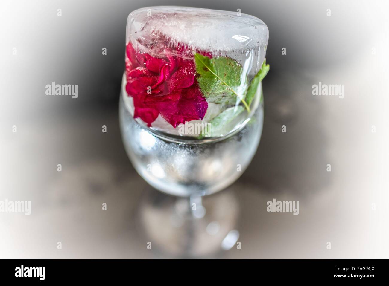 Rose Blume in Eis Stockfoto