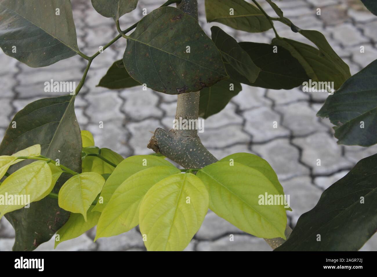 Dieses Bild der Natur zeigt, er hat kleine Blätter, die sehr attraktiv ist. Stockfoto
