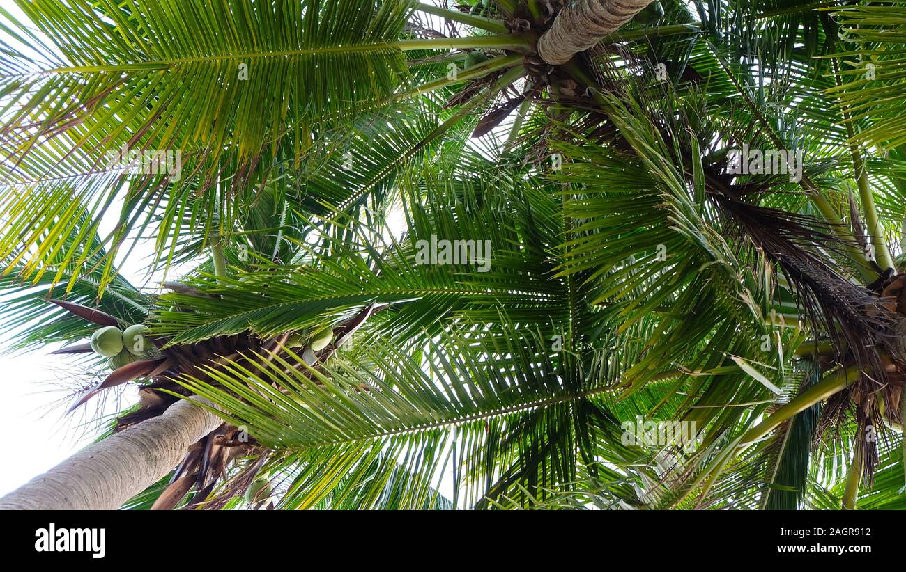 Nach oben hin zu 3 Kokospalmen mit üppigen grünen Blättern. Stockfoto
