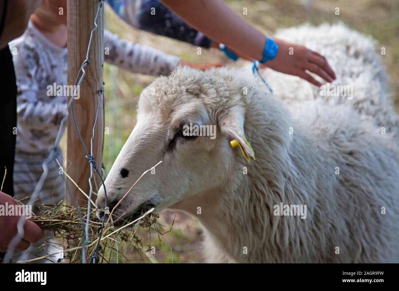 Mehrere Kinder Klopfen ein Schaf in einem Garten an der Energy Center in Umea Stockfoto