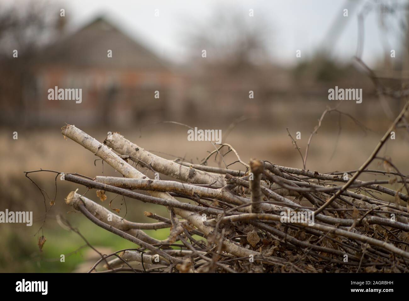 Stapel trocken gesägt Birke Äste im Garten für Feuer. Stockfoto