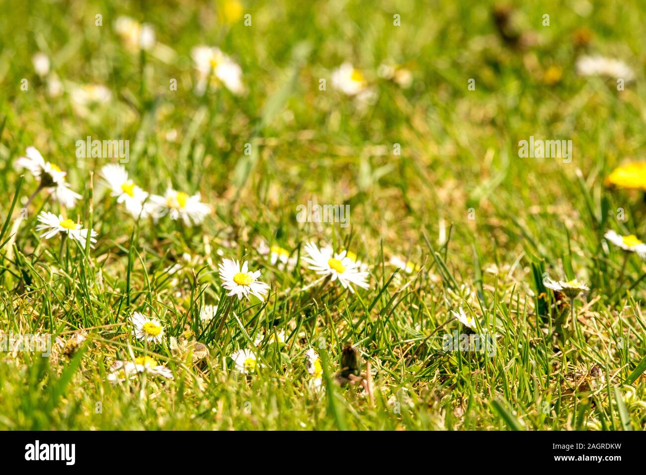 Nur eine kleine Blume, das sehr häufig vorkommt, aber von der Eine bringt  Glück und Freude zu Sommer Stockfotografie - Alamy