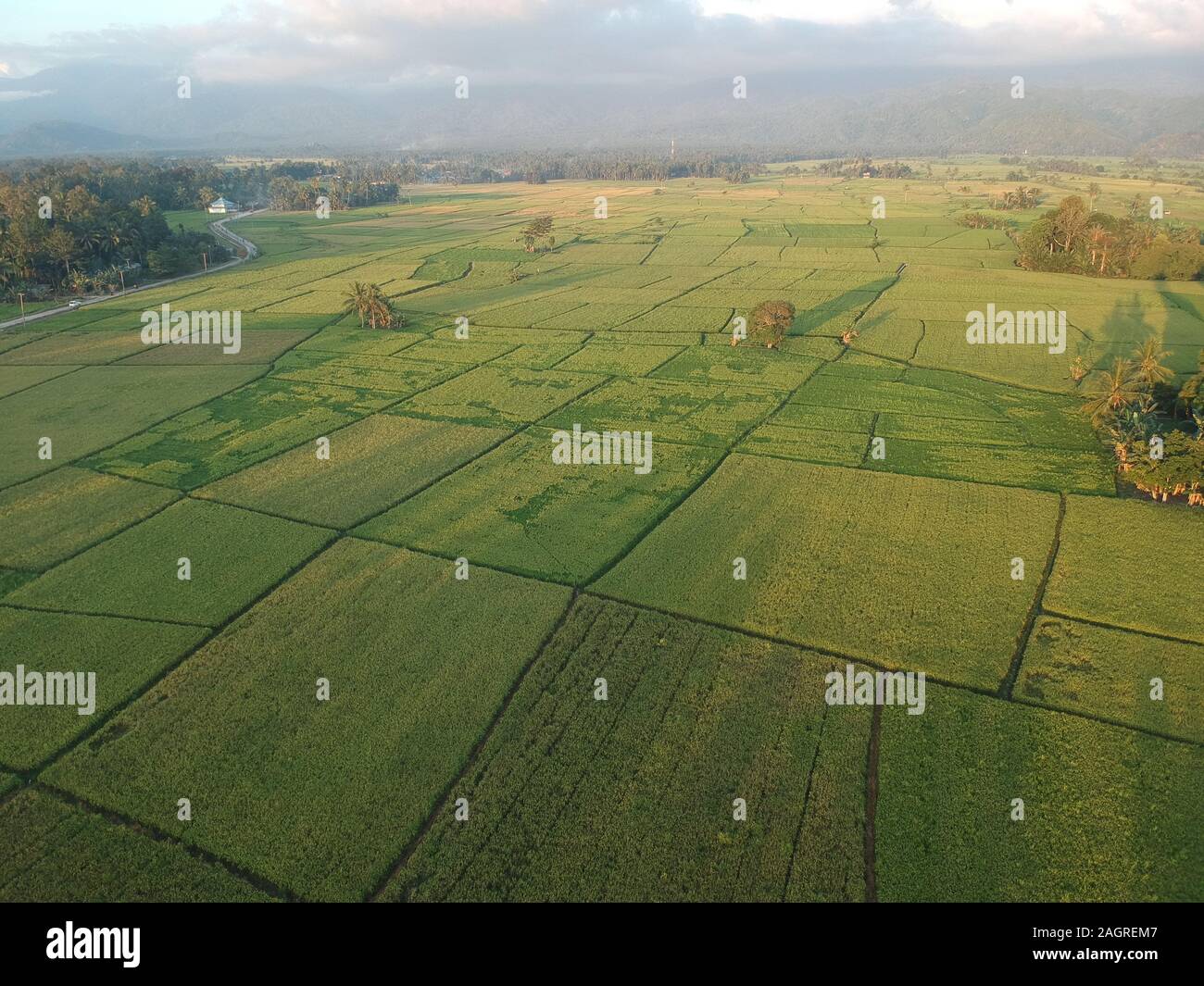 Luftaufnahmen von Ricefield in Tolitoli, Indonesien Stockfoto