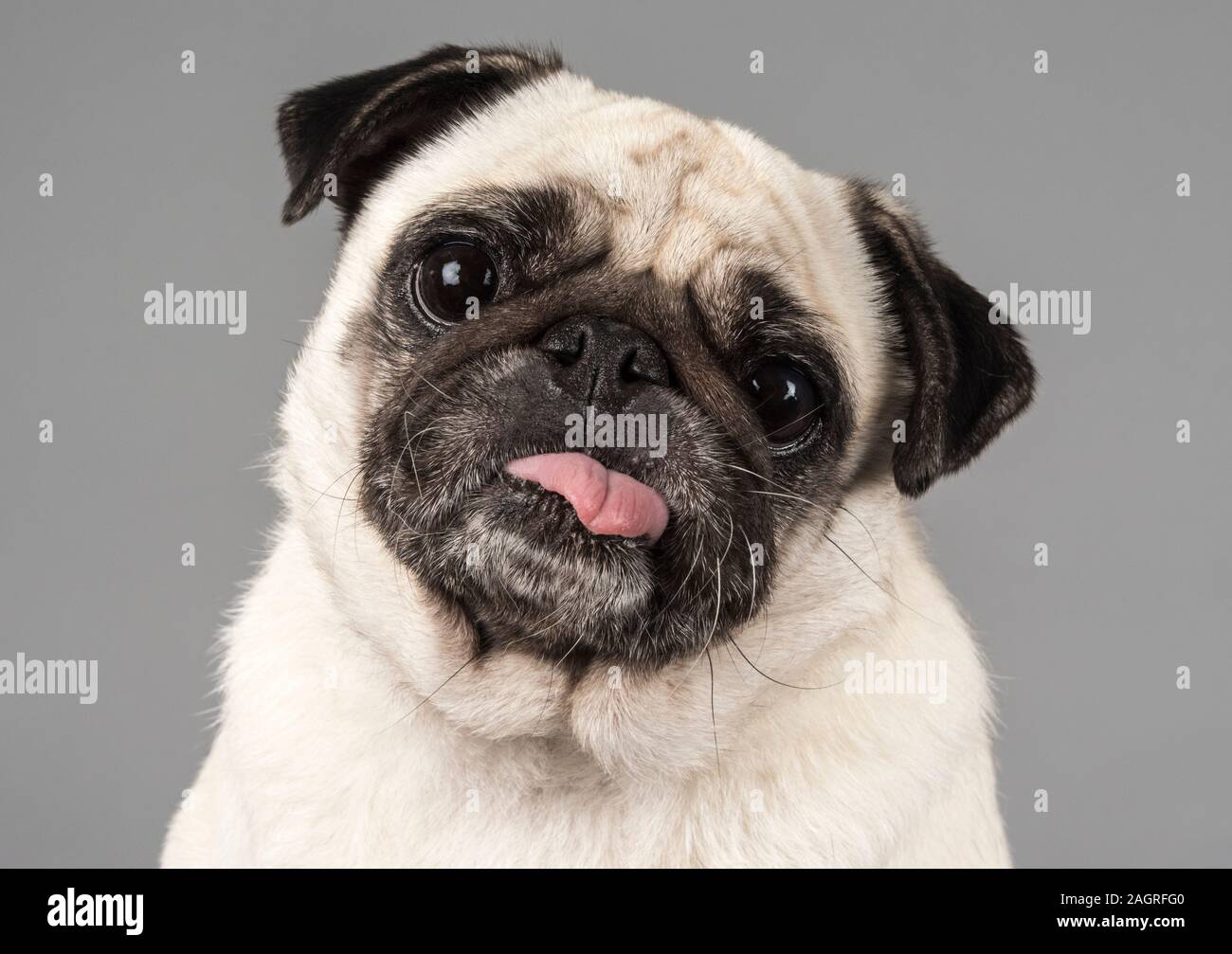 Mops mit der zunge raus Fotos und Bildmaterial in hoher Auflösung Alamy