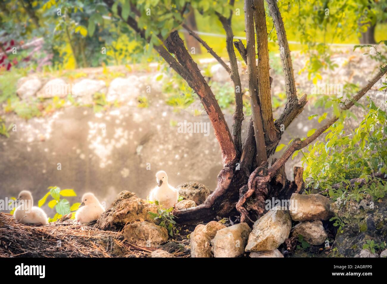 Ostern Swan baby Entenküken Hintergrund mit Kopie platz für Ferien in verzauberte Eden Garden Stockfoto