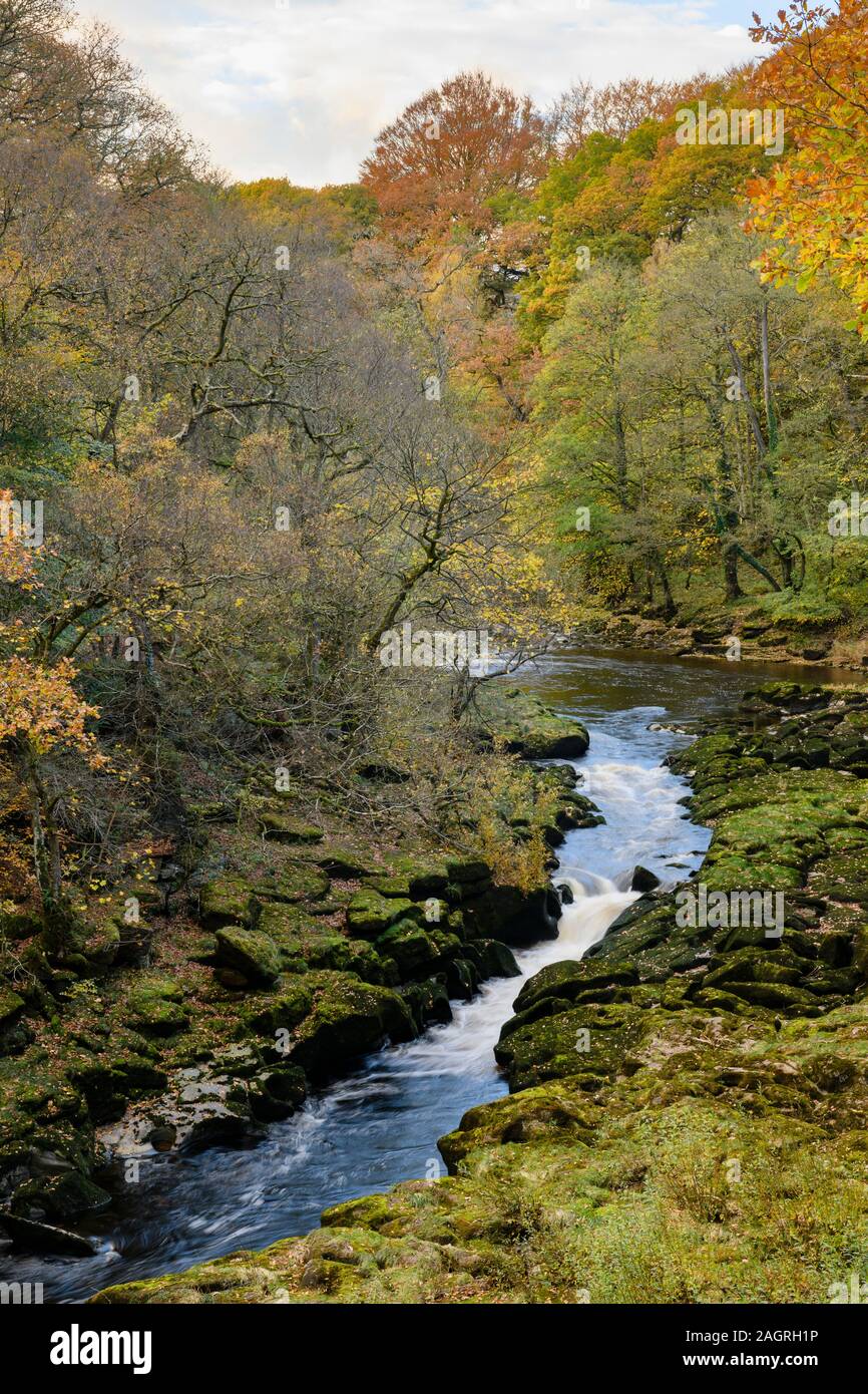 Hohe Aussicht auf River Wharfe durch die malerischen engen steilen Tal fließt durch Strid Holz - Bolton Abbey Estate, Yorkshire Dales, England, Großbritannien begrenzt. Stockfoto