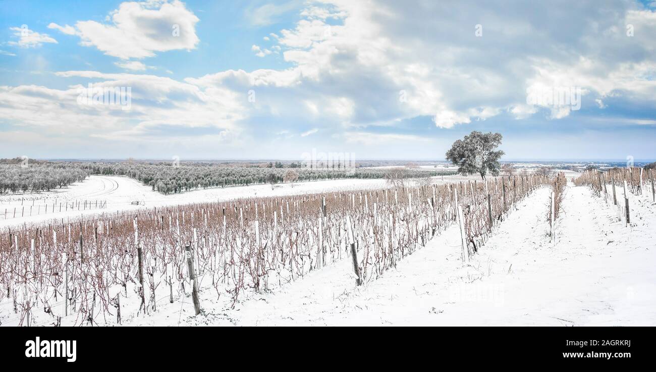 Bolgheri Weinbergen Zeilen durch den Schnee im Winter abgedeckt. Castagneto Carducci, Toskana, Italien, Europa. Stockfoto