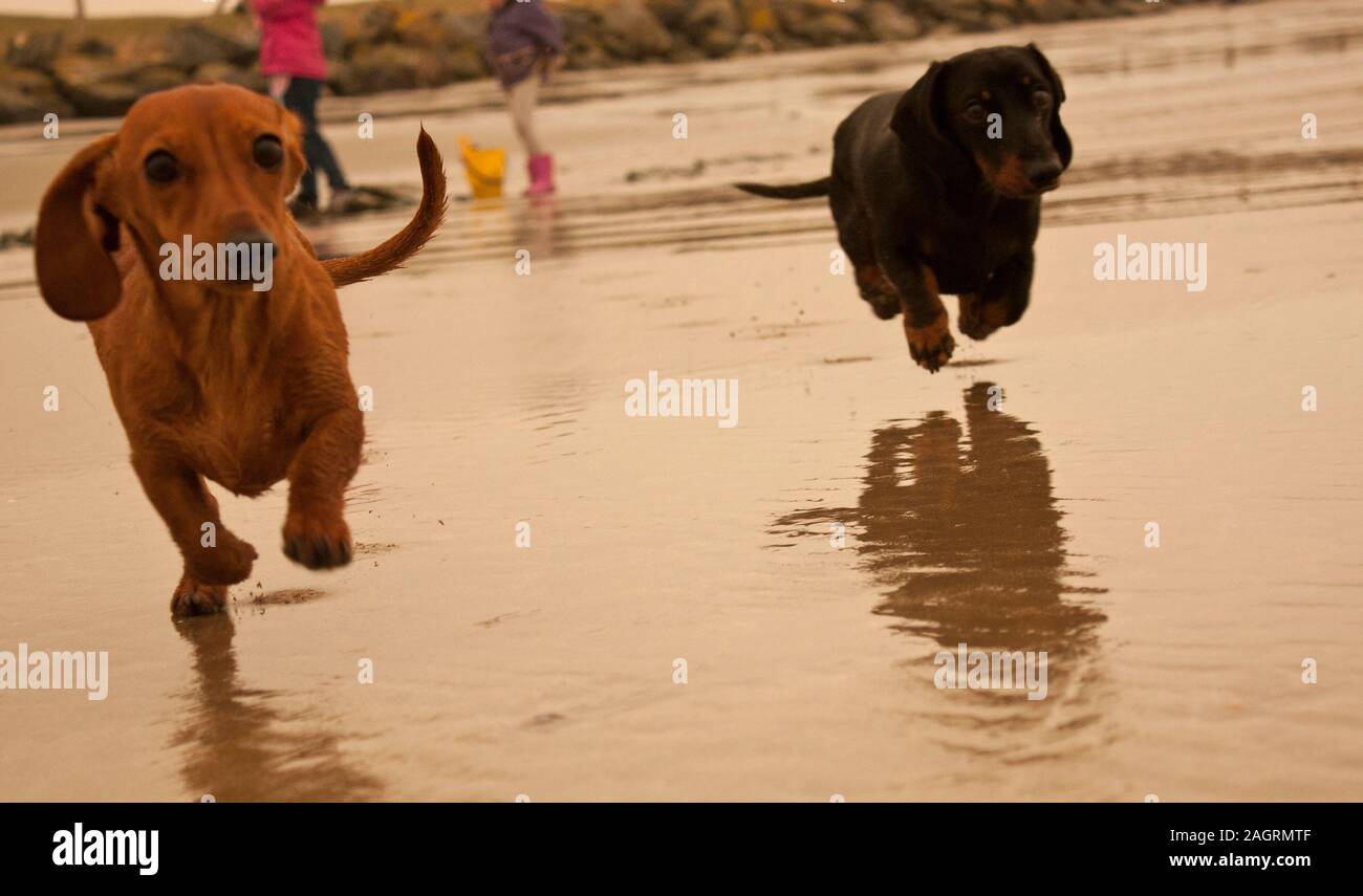 Ein Miniatur-glatten Haaren Dackel Hund. Stockfoto