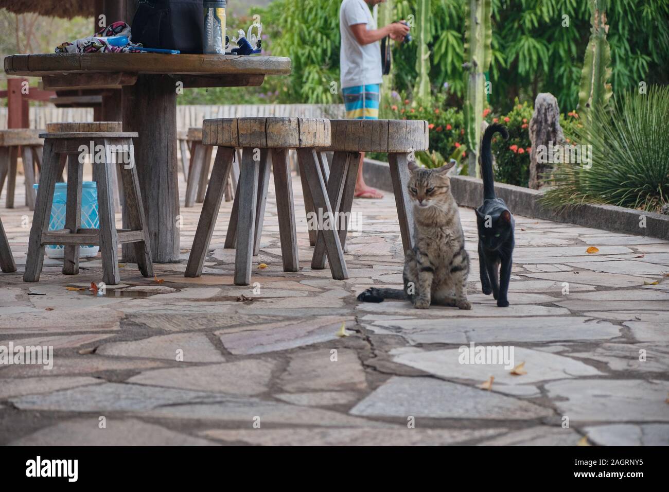 Schwarz und eine braune Katze hängen im Hof Gemeinsam Stockfoto