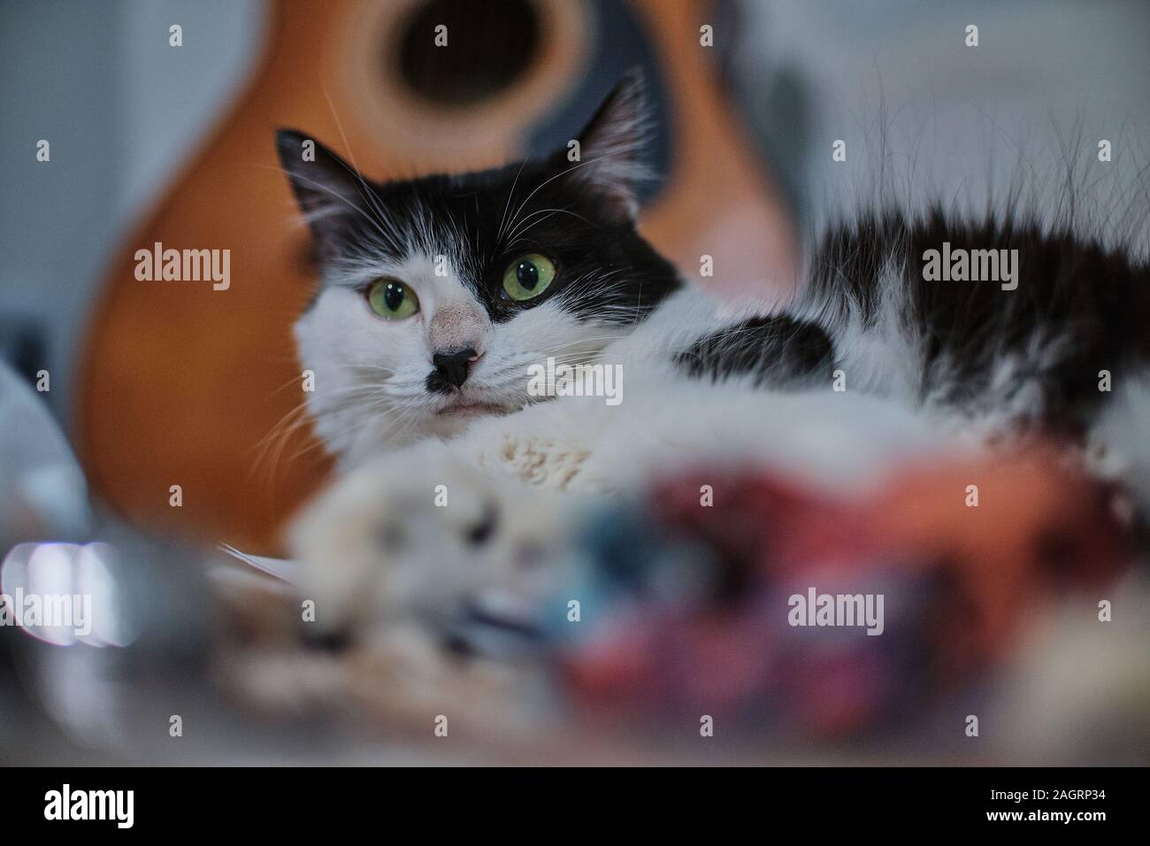 Selektive Fokusaufnahme einer niedlichen schwarz-weißen Katze Mit einem verängstigten Gesicht Stockfoto