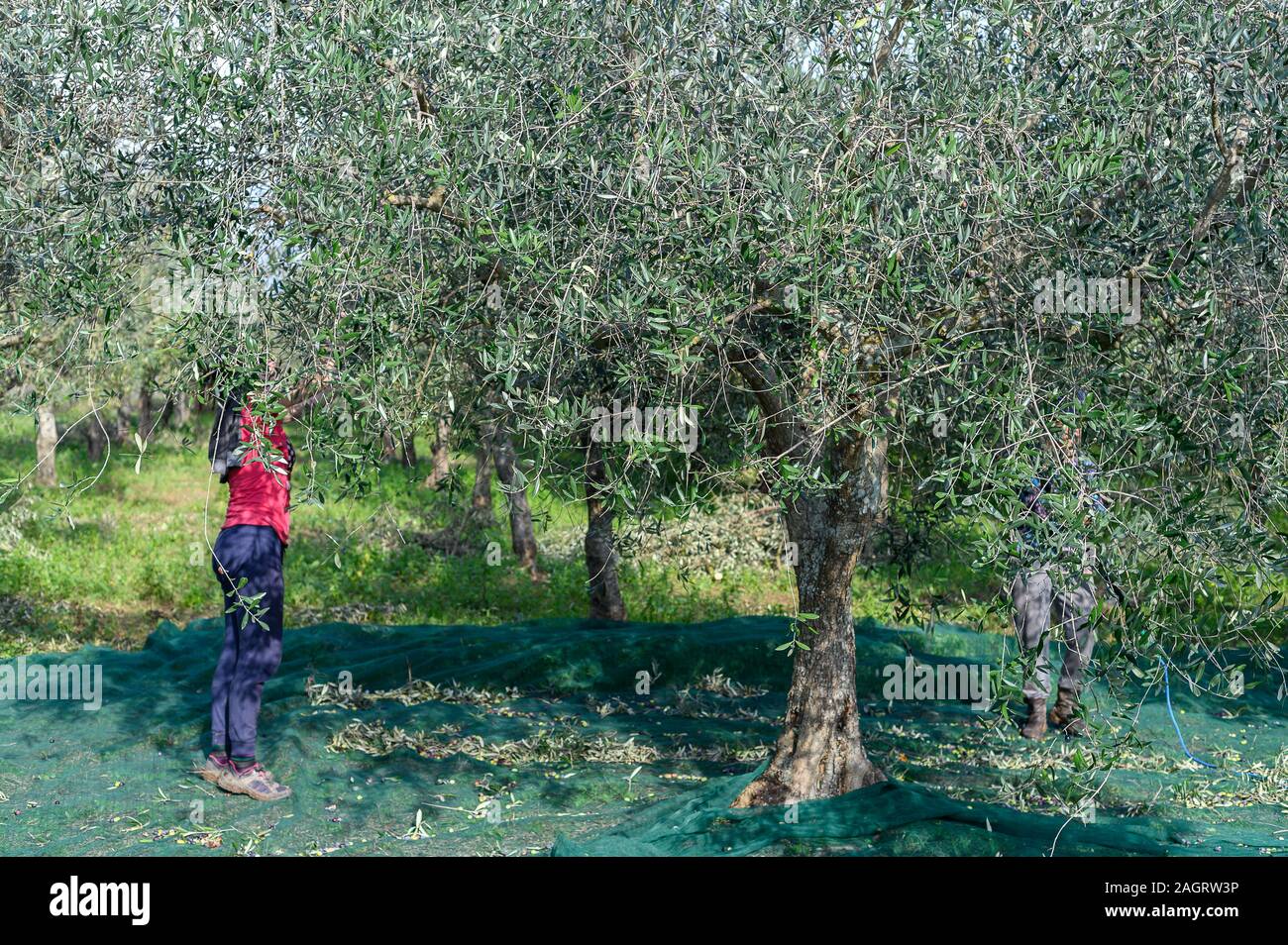 Olivenernte auf dem Land Italiens Stockfoto