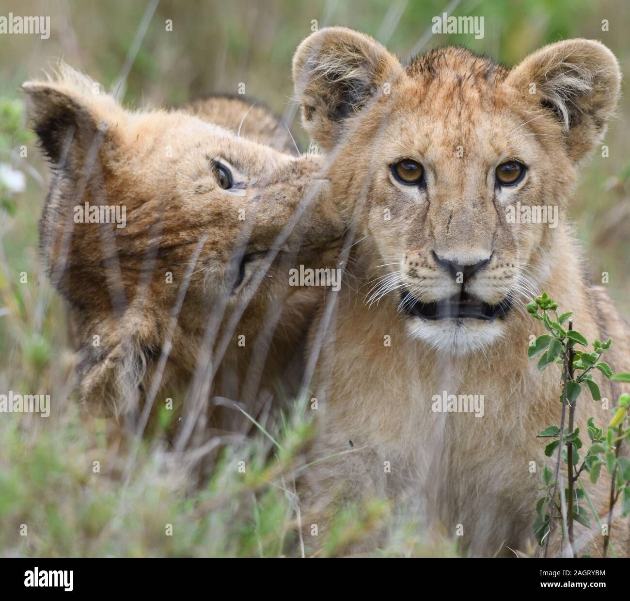 Zwei Löwinnen (Panthera leo) spielen in der langen, trockenen Gras der Serengeti. Serengeti National Park, Tansania. Stockfoto