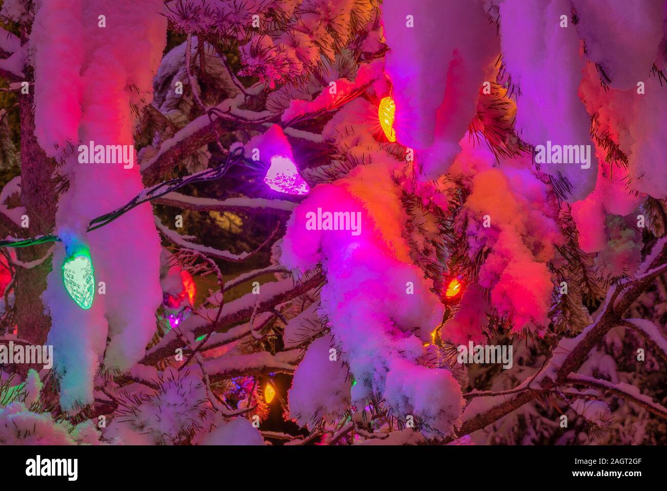 Weihnachtsbeleuchtung auf einem im Pine Tree Stockfoto