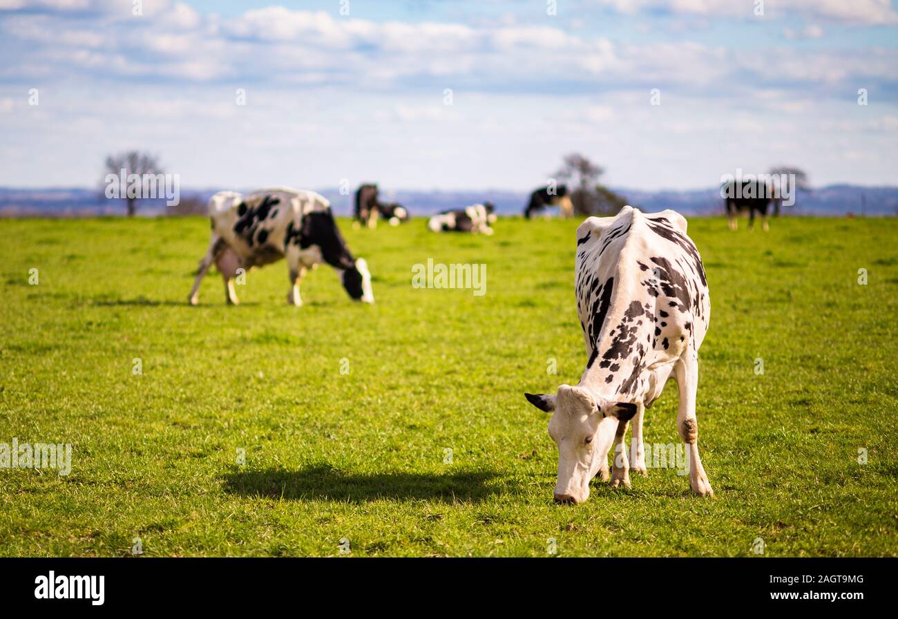 Grasende Milchkühe im Feld im Frühling Stockfoto