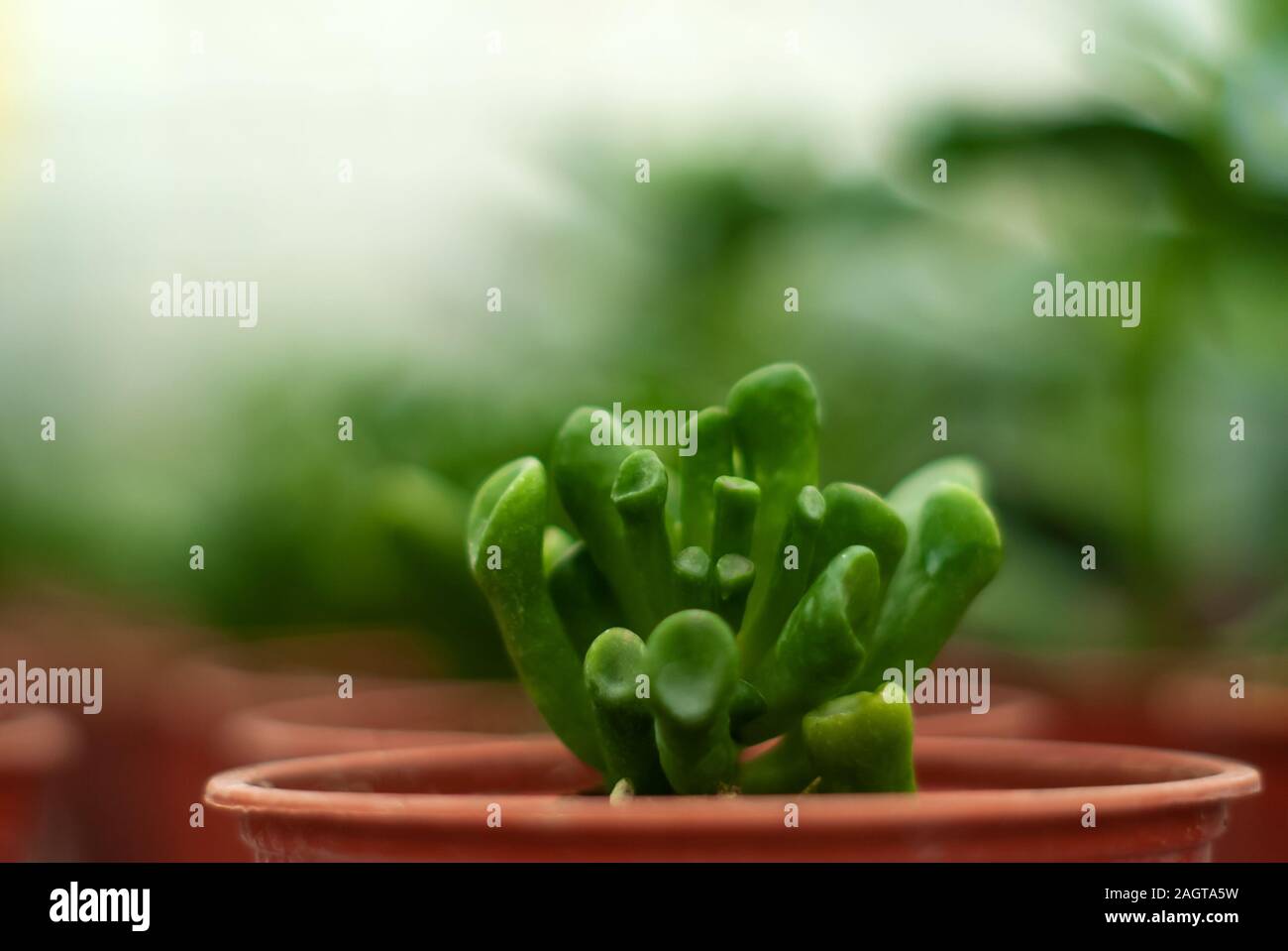 Topf mit saftigen crassula ovata, Sorte Hobbit, close-up auf unscharfen Hintergrund der anderen Zimmerpflanzen Stockfoto