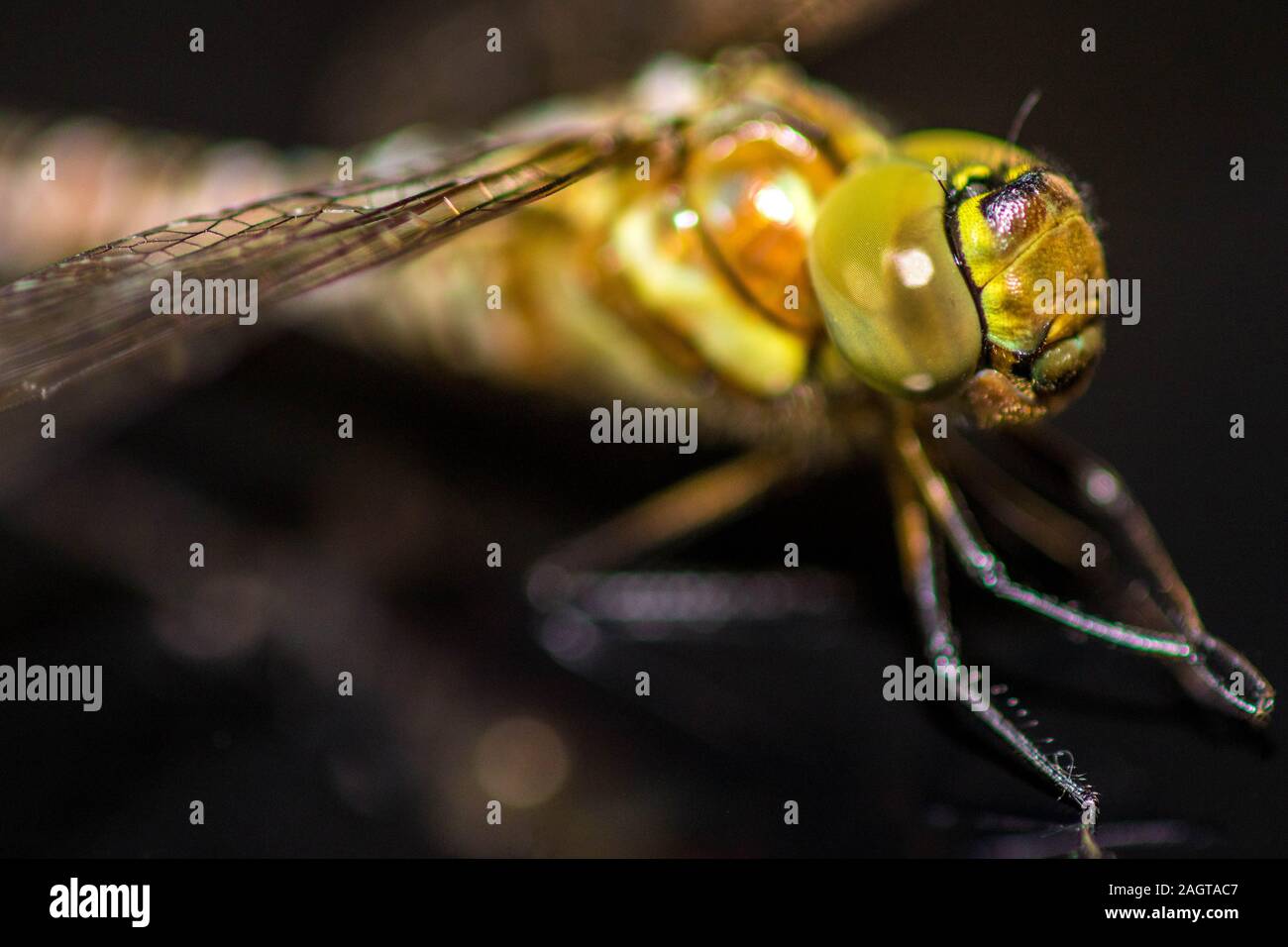 Ein Makro Foto einer großen Libelle. Stockfoto