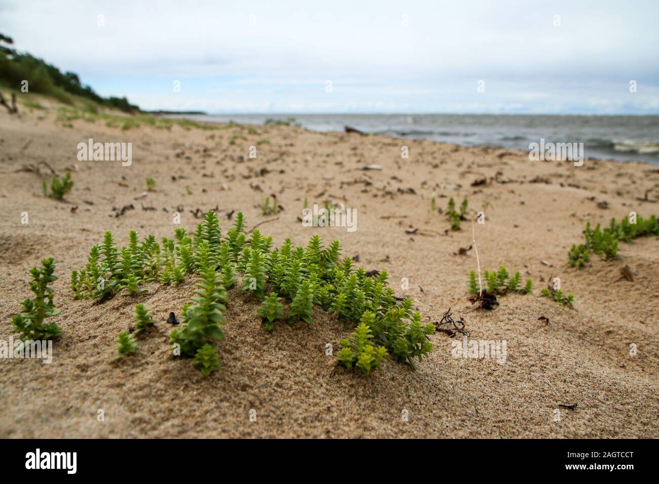 Die Ostseeküste in Lettland während der regnerischen und windigen Tag. Das Meer ist wild und die Wellen sind recht groß. Die Strände sind leer. Stockfoto