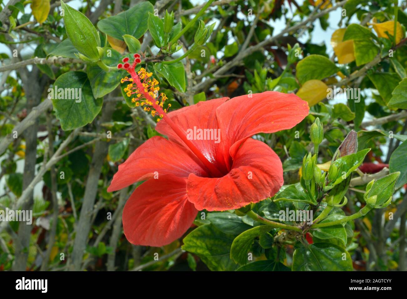 Hibiscus rosa-sinensis (Chinesischer Hibiskus) ist beheimatet in Südostasien wächst in tropischen und sub-tropischen Regionen. Stockfoto