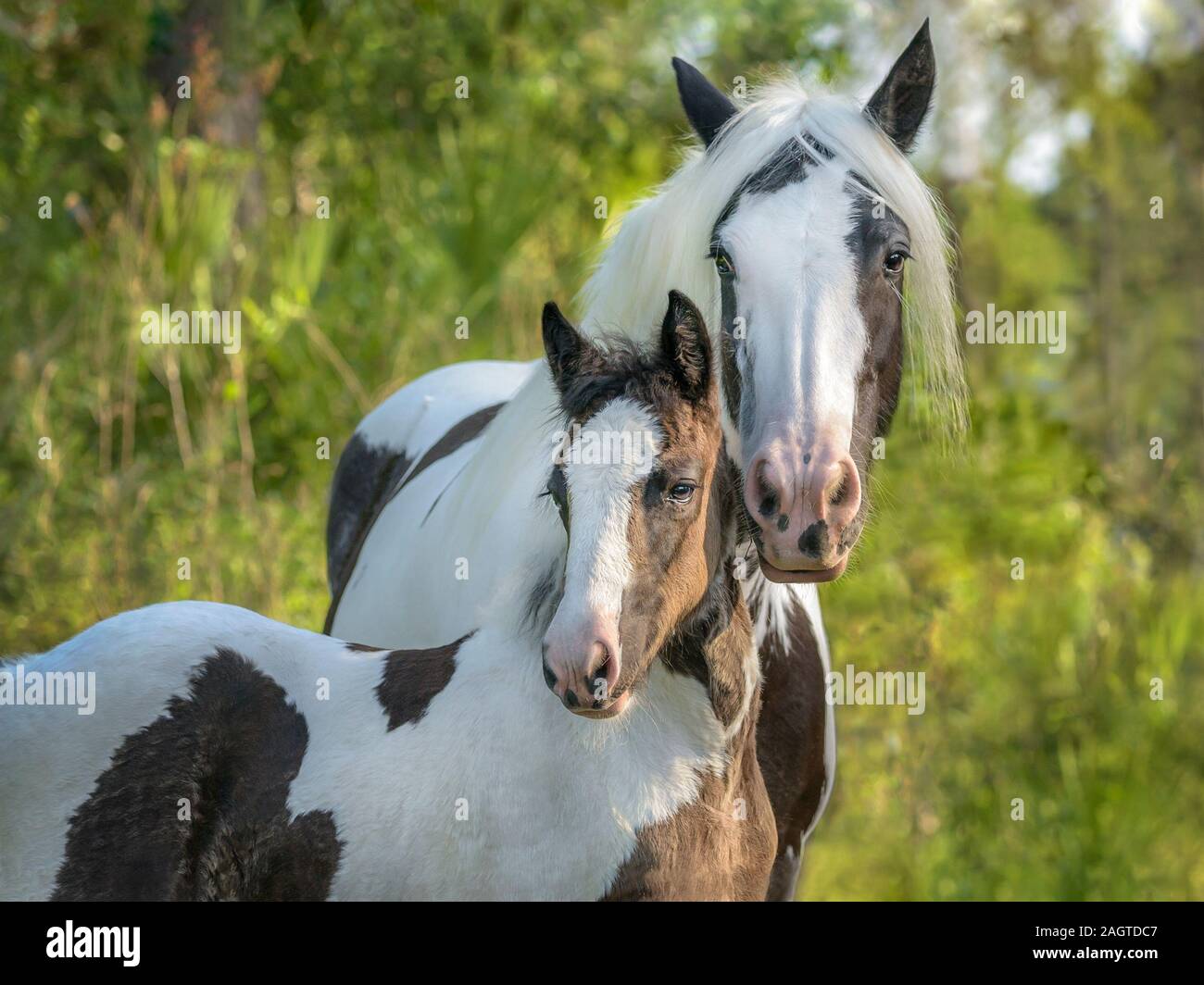 Gypsy Vanner Pferd Stute und Fohlen Stockfoto