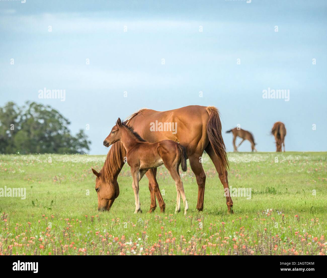 Thoroughbred Horse Stuten und Fohlen grasen in grren gras weide Stockfoto
