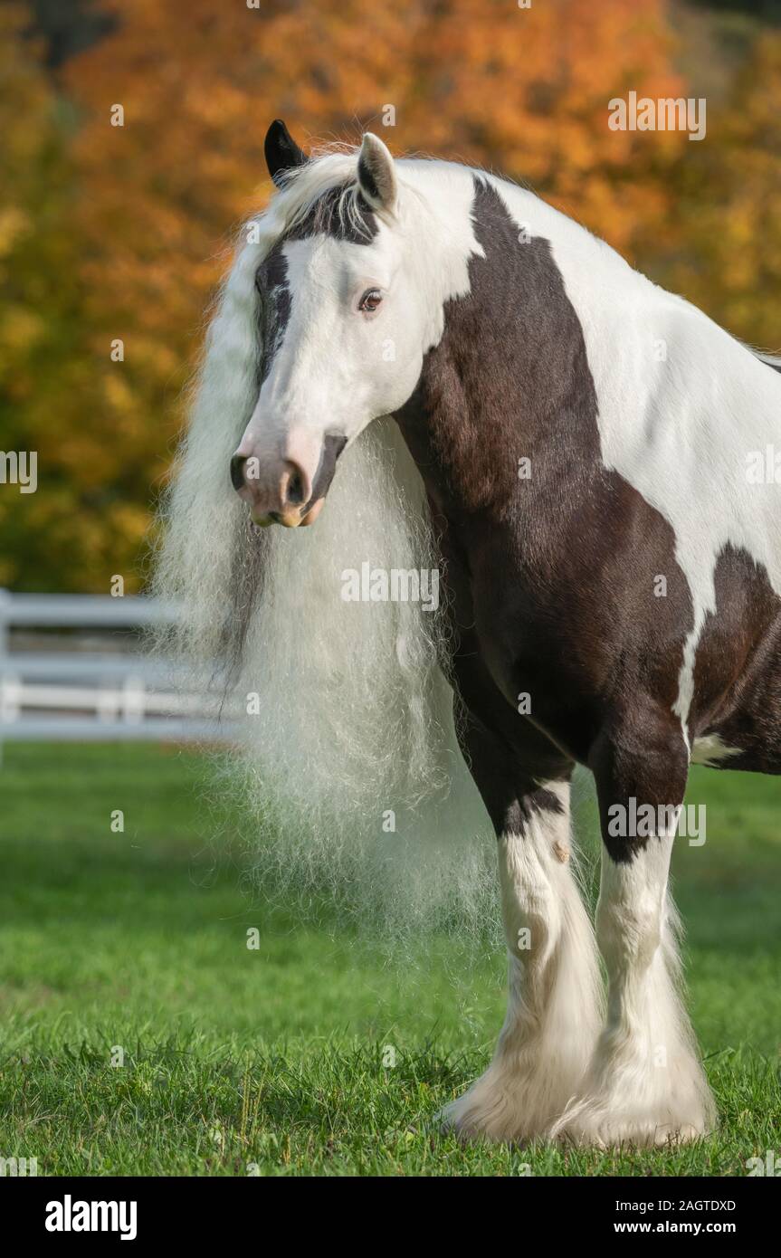 Gypsy Vanner Horse Mare im Herbst Laub Stockfoto