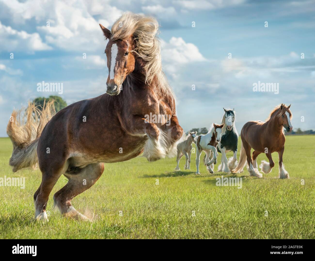 Energetische Gypsy Vanner Horse mare beginnend einen Sprung. Stockfoto