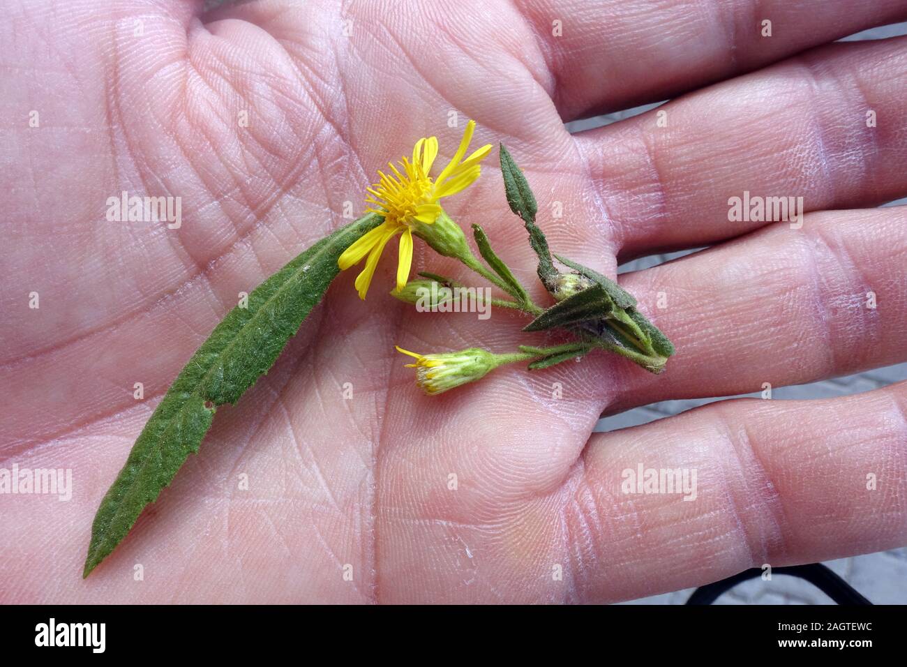 Breitblättrige Klebalant (Dittrichia viscosa Subsp angustifolia)-Blatt und Blüte auf der Handfläche, Bafra, Türkische Republik Nordzypern Stockfoto