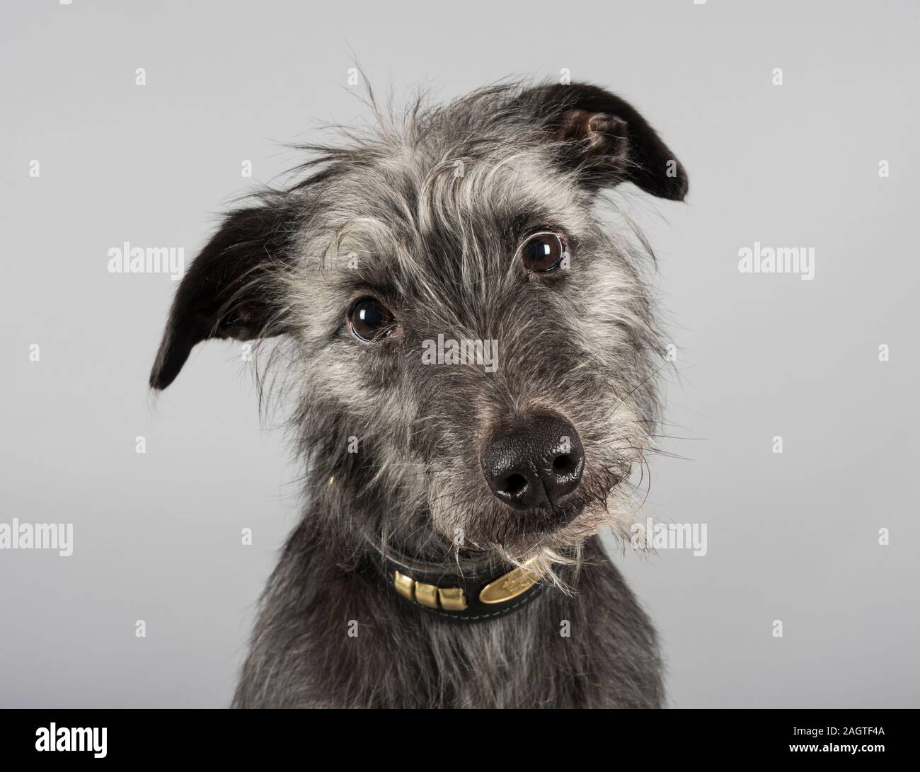 Grauer Lurcher Haustier Hund in Großbritannien Stockfoto