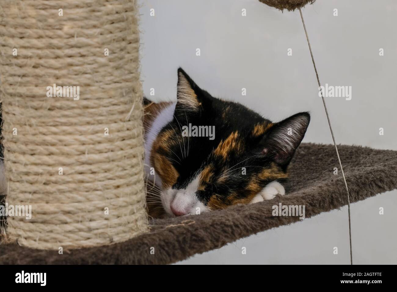 Schlafende Katze portrait Niedlich, Familie Haustier liebe, weiche konzentriert Stockfoto