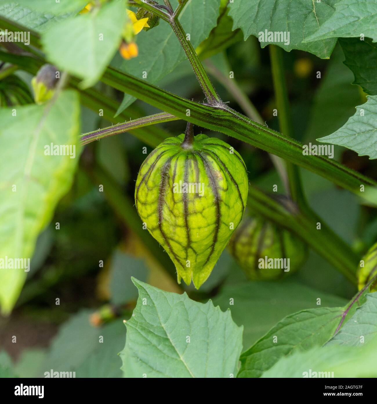 Nahaufnahme der einzelnen Tomatillo Mexican Tomatillo Obst, Physalis philadelphica "Violett", Juli, Sommer, Großbritannien Stockfoto