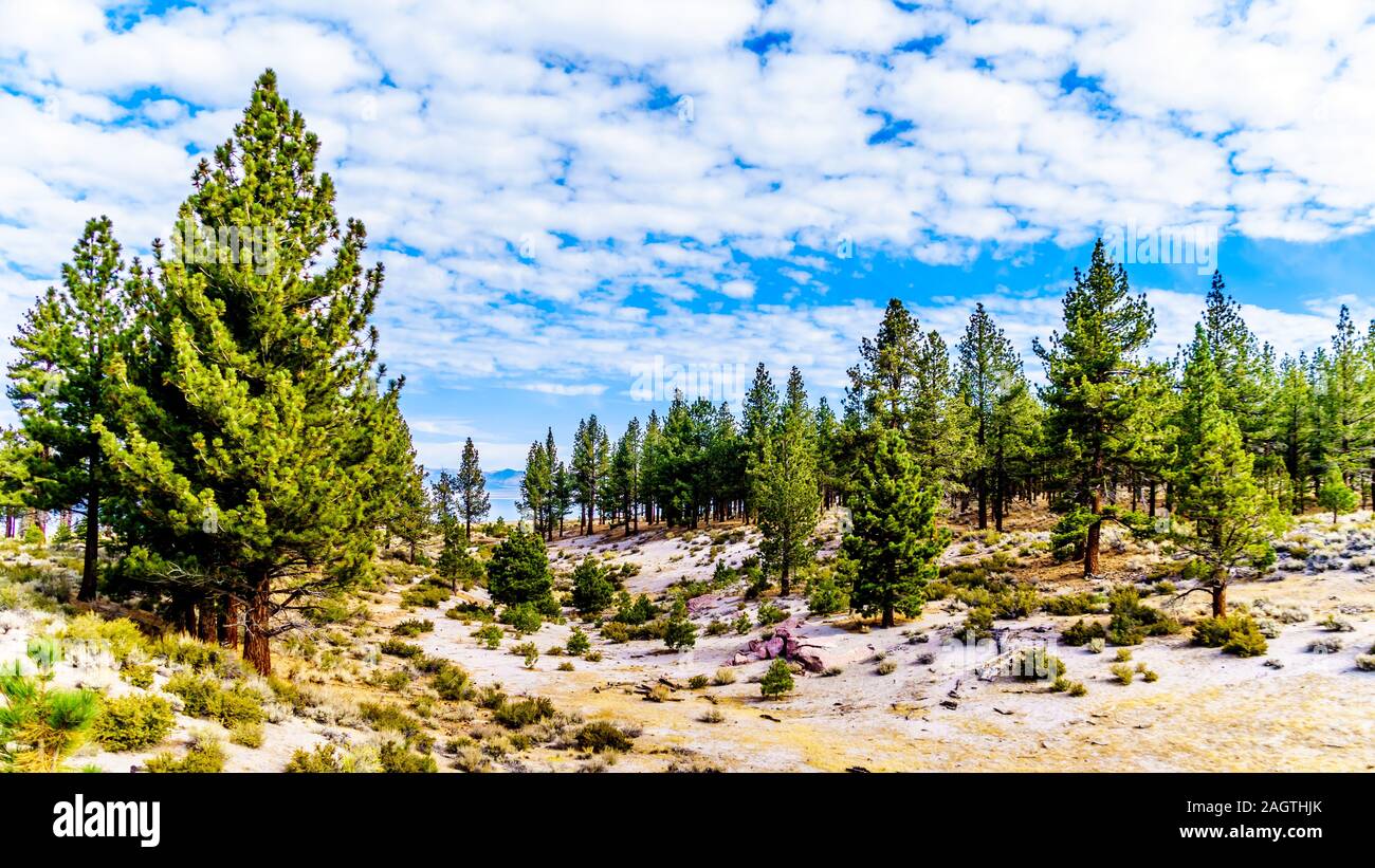 Stand von Jeffrey Pinien am Mono Mühlen, östlich der Sierra Nevada, California, United States Stockfoto