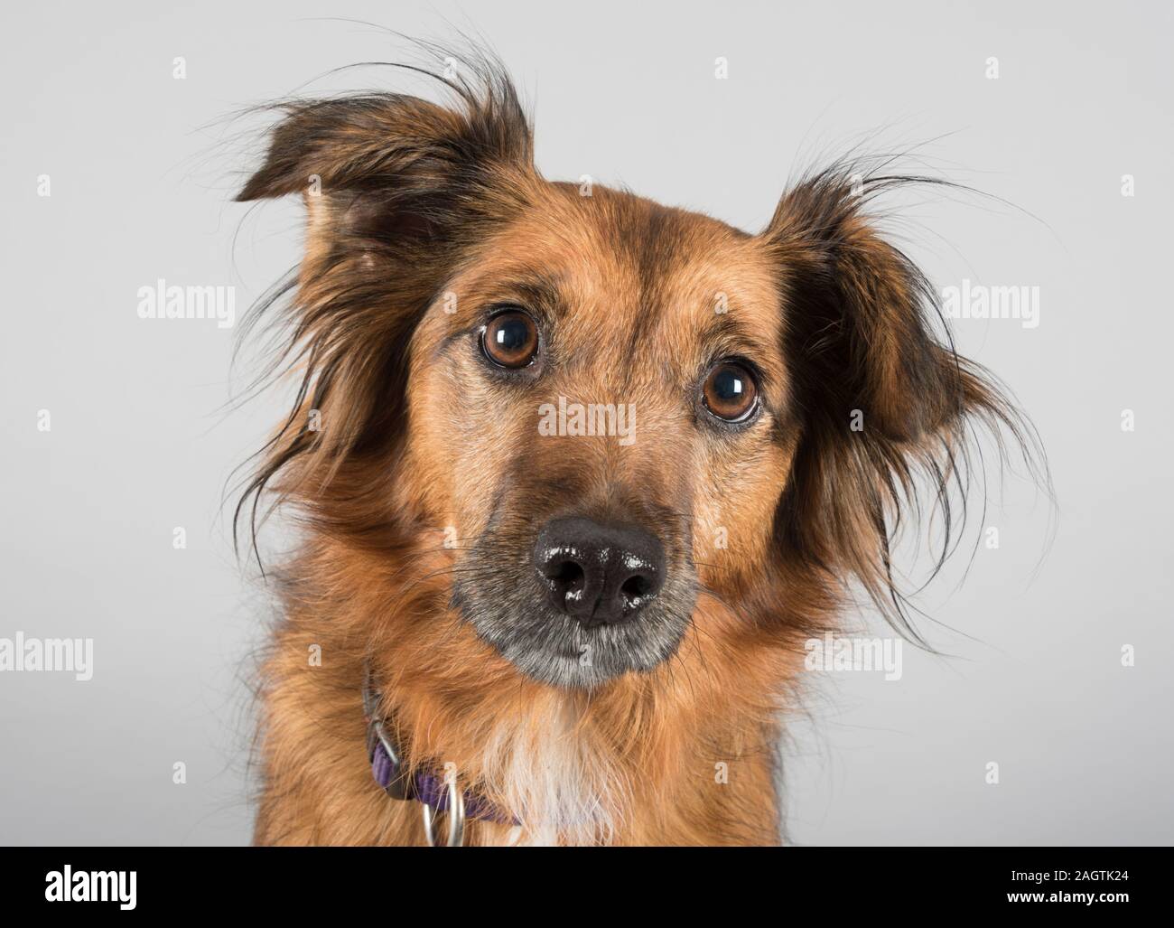 Border Jack (Kreuzung zwischen einem Border Collie und einem Jack Russell Terrier), weiblich, 7 Jahre alt, UK. Stockfoto