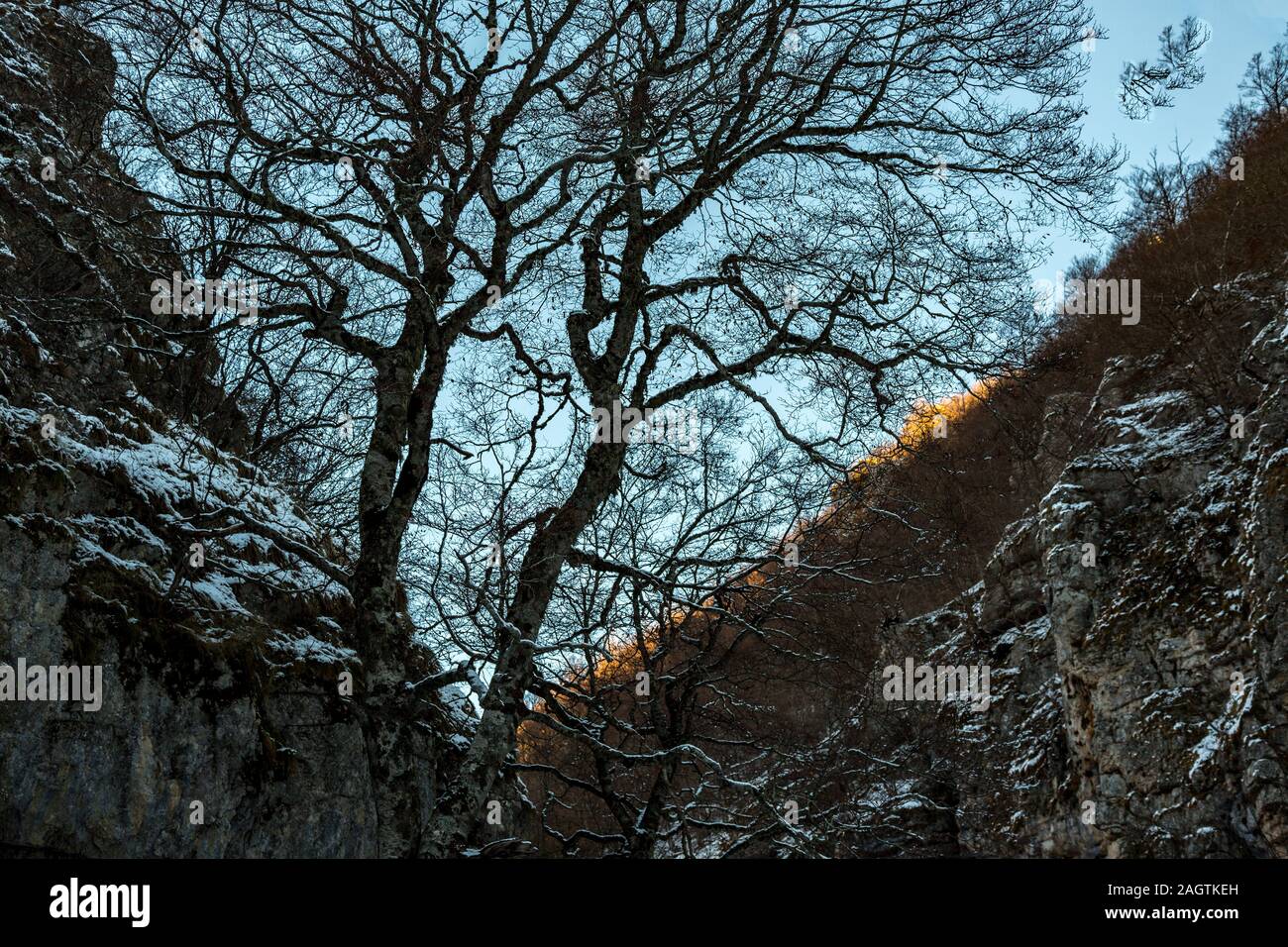 Große Eiche im Winter in der Hintergrundbeleuchtung Stockfoto