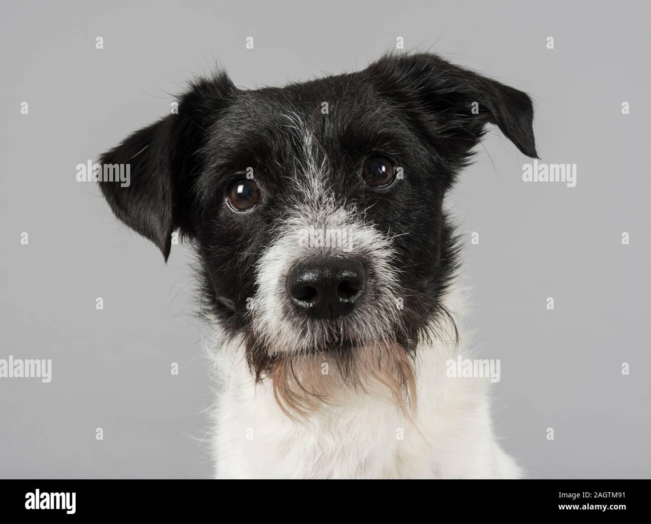 Cross Breed Terrier Typ Hund, UK. Stockfoto
