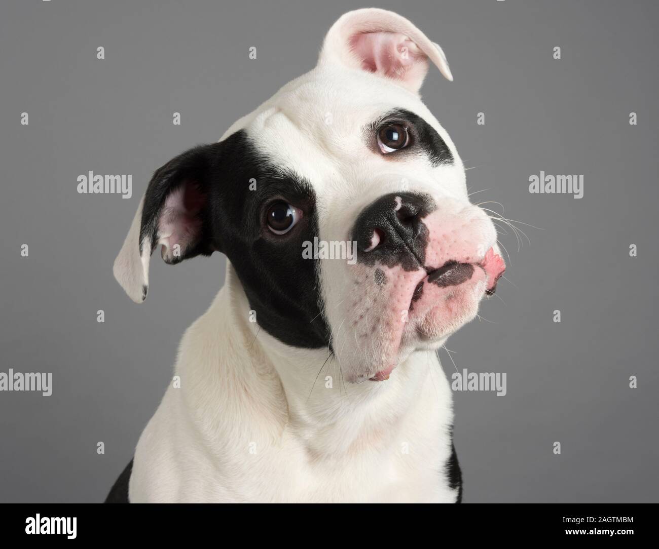 Porträt eines Haustierhundes (Bulldog-Kreuz) in Großbritannien Stockfoto
