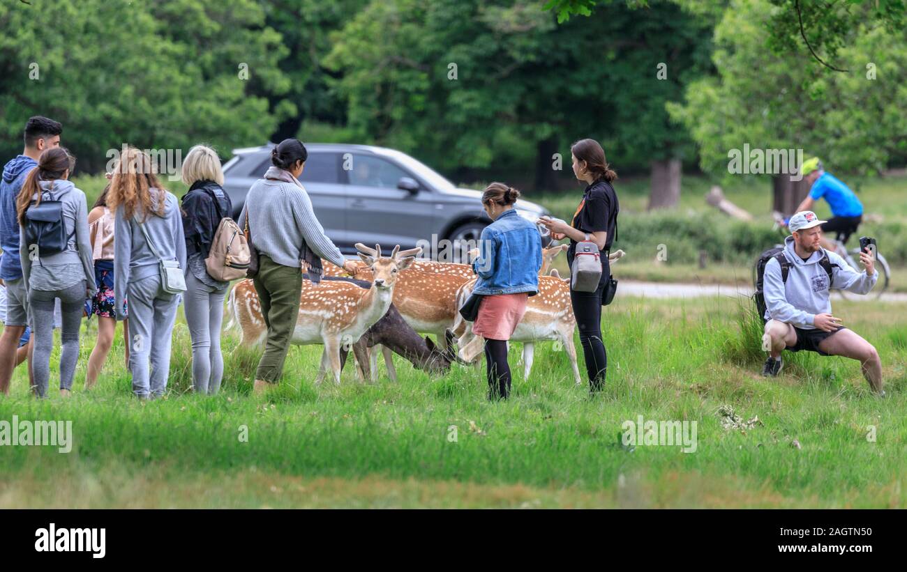 Eine Gruppe von Menschen nehmen Handy Bilder der Richmond Park Rotwild, Damwild (Dama Dama) bei sehr engem Abstand, Richmond, London, UK Stockfoto