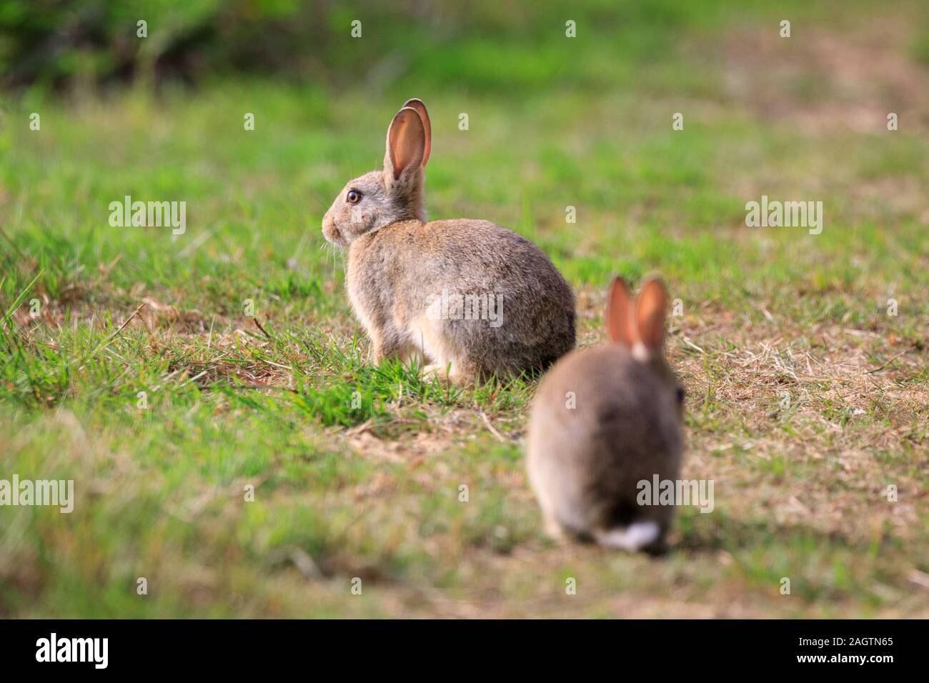 Zwei europäische Kaninchen, Oryctolagus cuniculus, Sitzen, Beweidung in Gras, wild, in der Sonne Stockfoto