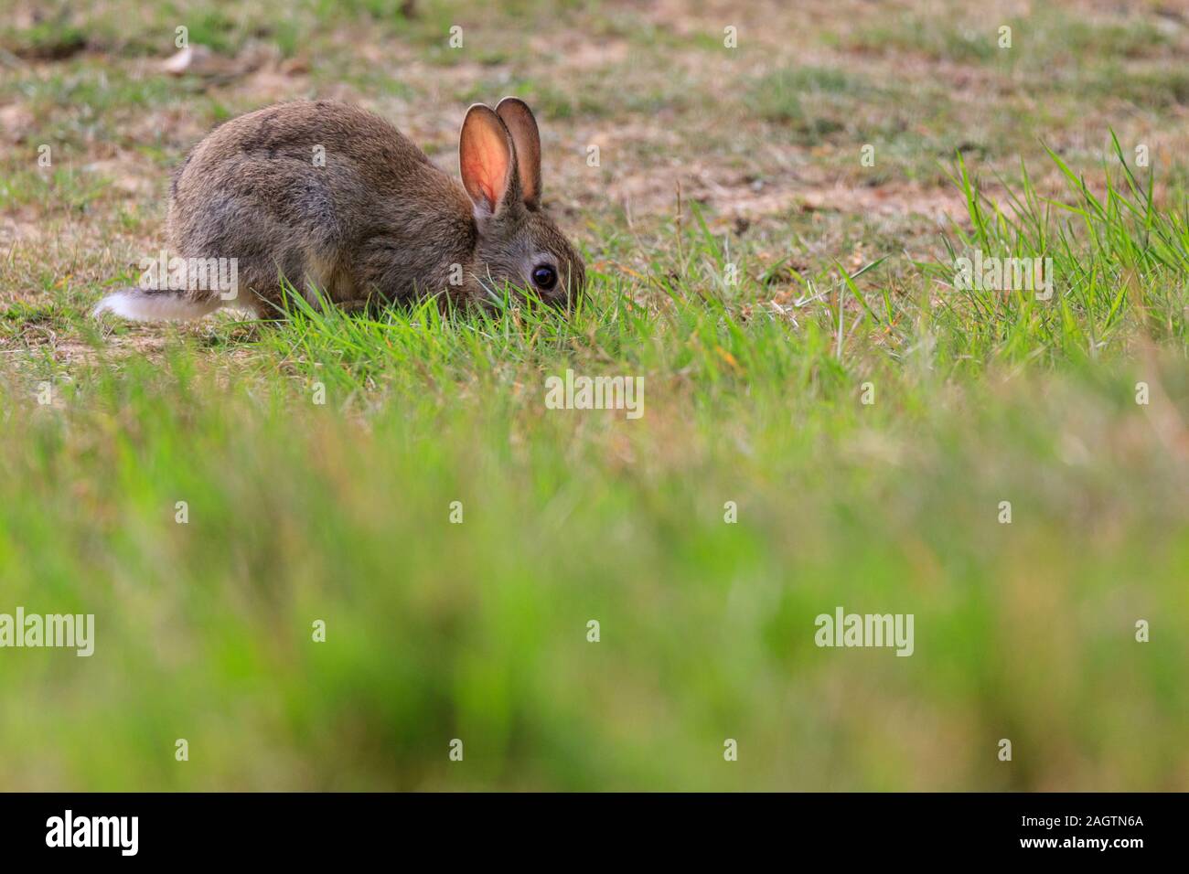 Europäische Kaninchen, Oryctolagus cuniculus, Sitzen, Beweidung in Gras, wild, in der Sonne Stockfoto