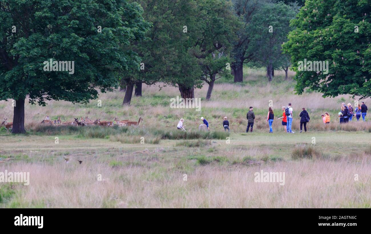 Eine Gruppe von Menschen nehmen Handy Bilder der Richmond Park Rotwild, Damwild (Dama Dama) bei sehr engem Abstand, Richmond, London, UK Stockfoto