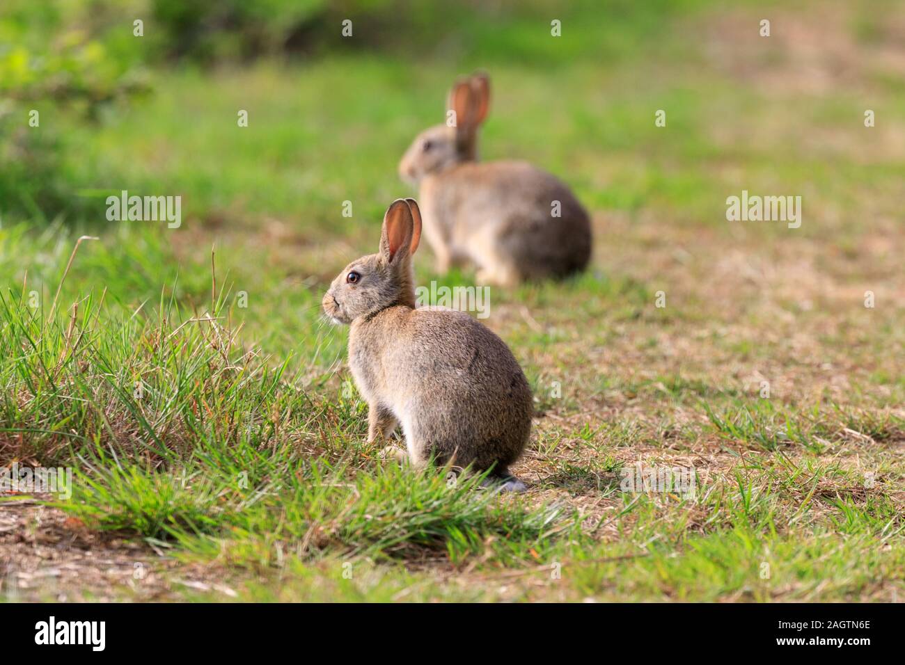 Zwei europäische Kaninchen, Oryctolagus cuniculus, Sitzen, Beweidung in Gras, wild, in der Sonne Stockfoto