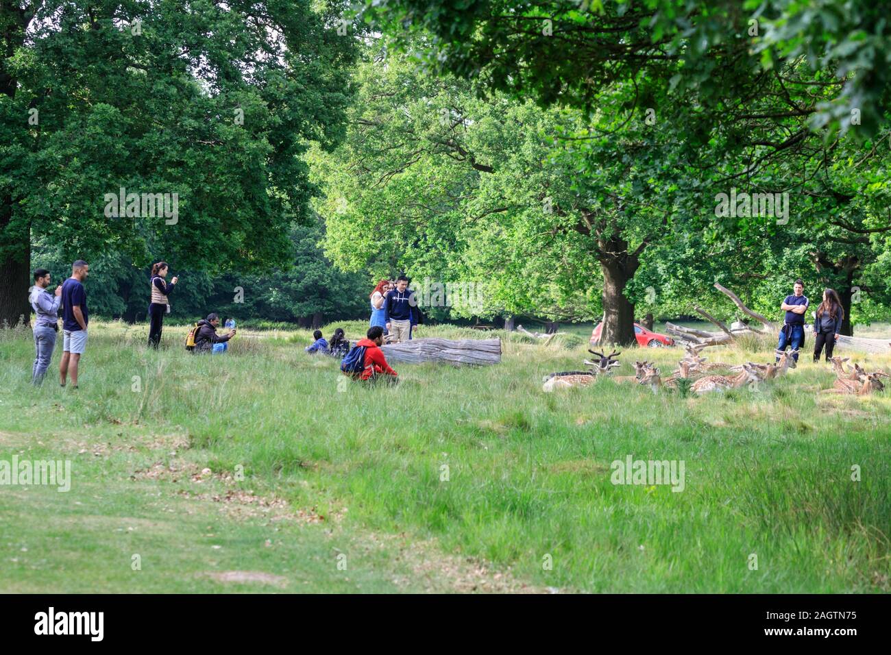 Eine Gruppe von Menschen nehmen Handy Bilder der Richmond Park Rotwild, Damwild (Dama Dama) bei sehr engem Abstand, Richmond, London, UK Stockfoto