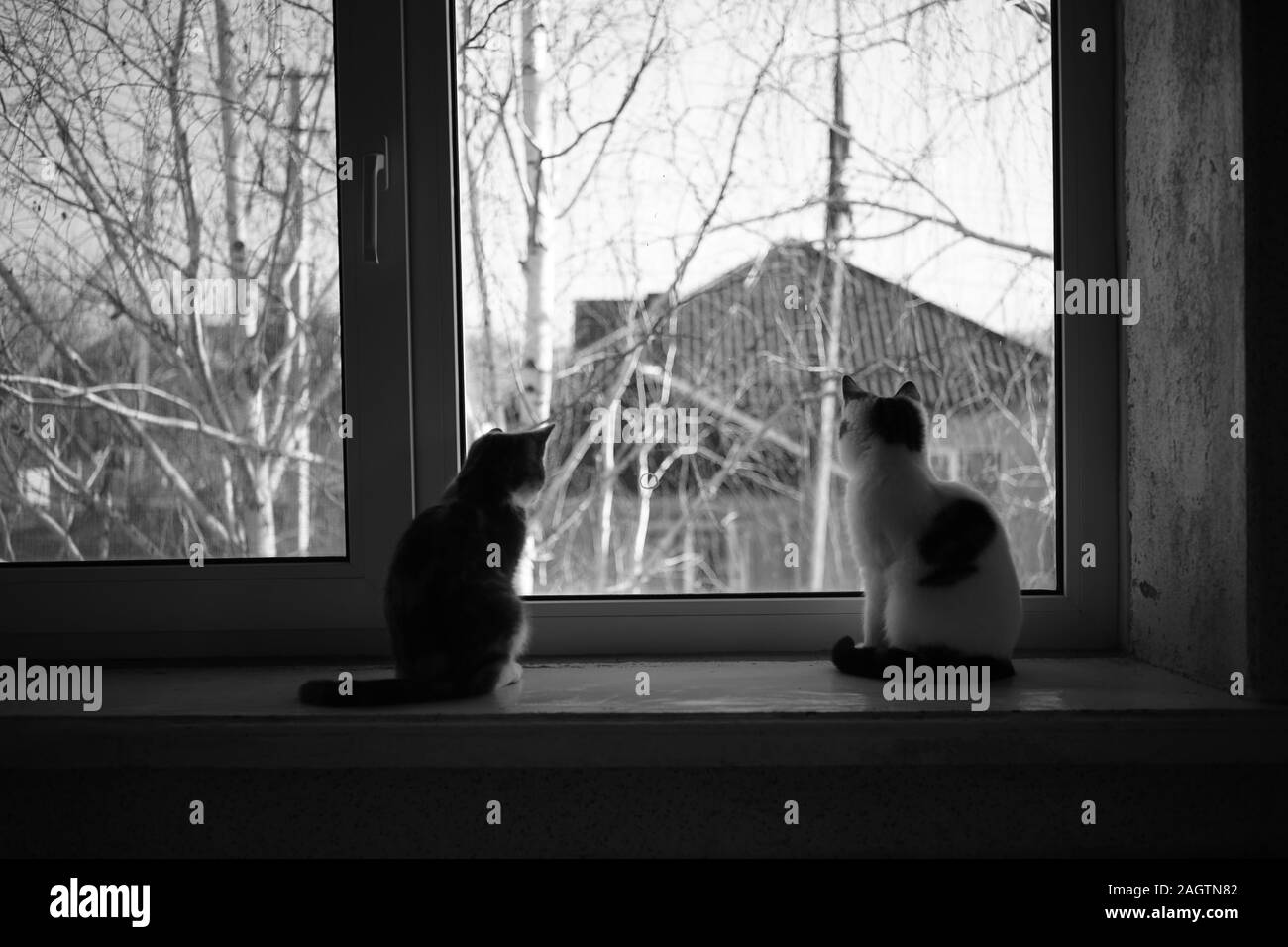 Zwei Kätzchen saß auf dem Fensterbrett sind, Katzen aus dem Fenster schauen, Haustiere rest Indoor. Stockfoto