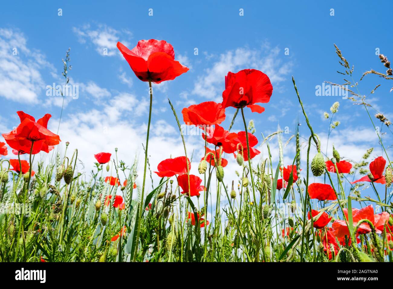 Frosch Perspektive Schuß von schönen roten Mohnblumen am Rande eines Weizenfeld mit einem wunderschönen blauen Himmel mit weißen Wolken als Hintergrund. Stockfoto