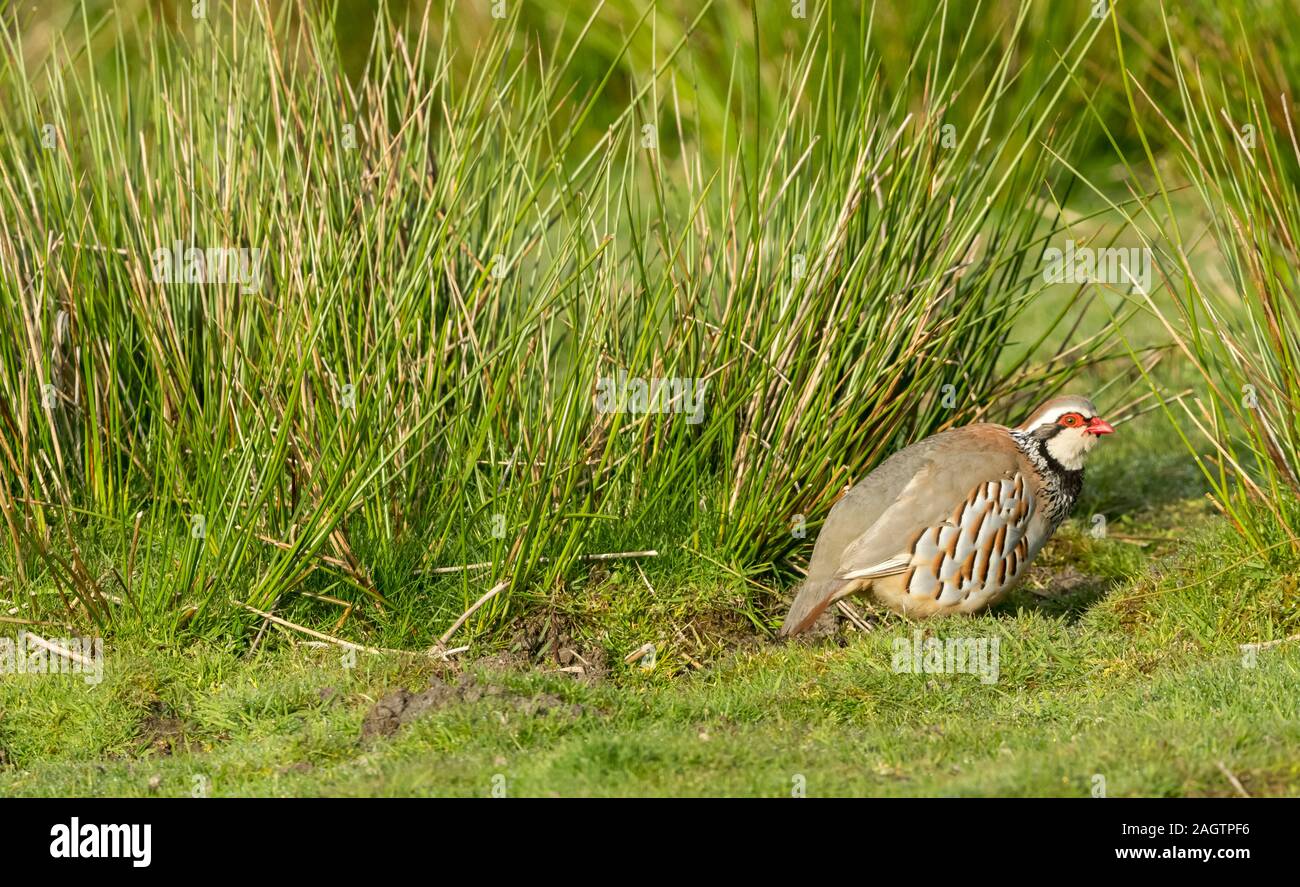 Rebhuhn, (Wissenschaftlicher Name: alectoris Rufa) red-legged Partridge nach rechts in natürlichen Grouse moor Lebensraum mit frühen Morgen Tau auf dem Gras. F Stockfoto