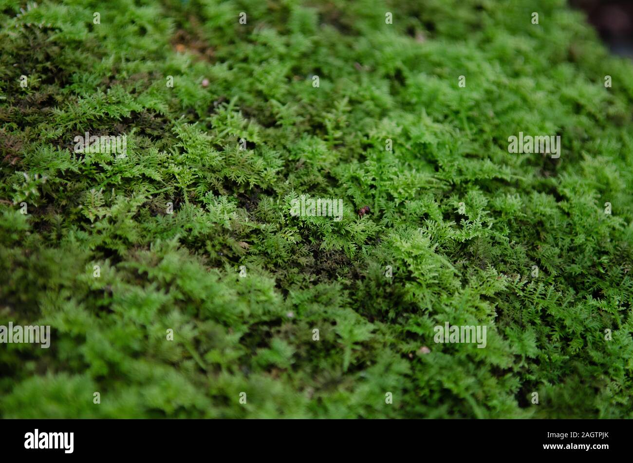 Ein Teppich von Farn Moos wächst in den Yangmingshan National Park, Taiwan Stockfoto