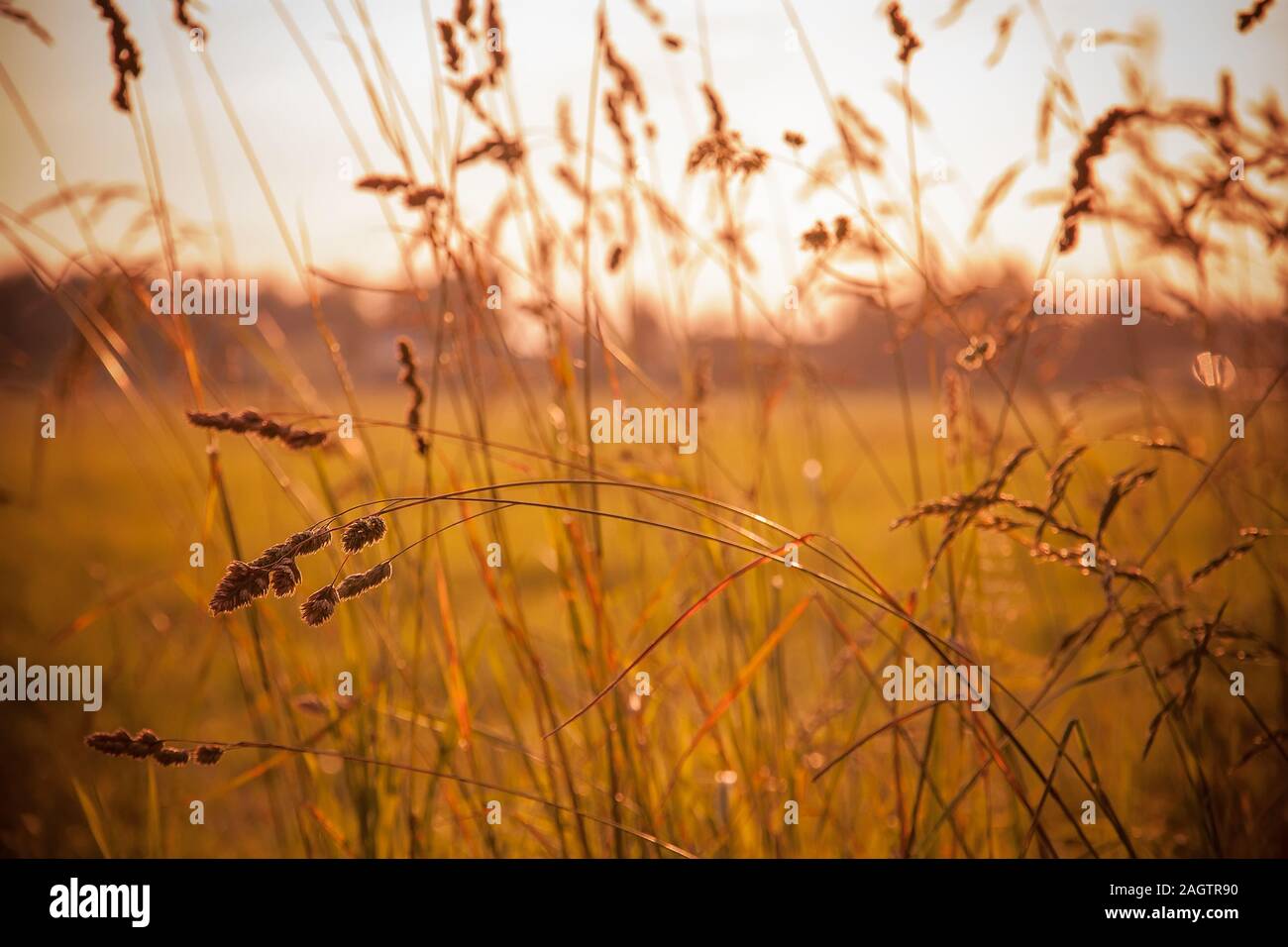 Schöne Gras in einem Feld bei Sonnenuntergang. Stockfoto