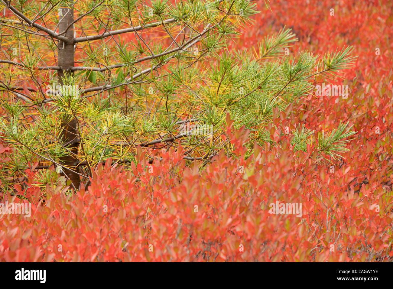 Laub entlang Ente Brook Road, Acadia National Park Stockfoto