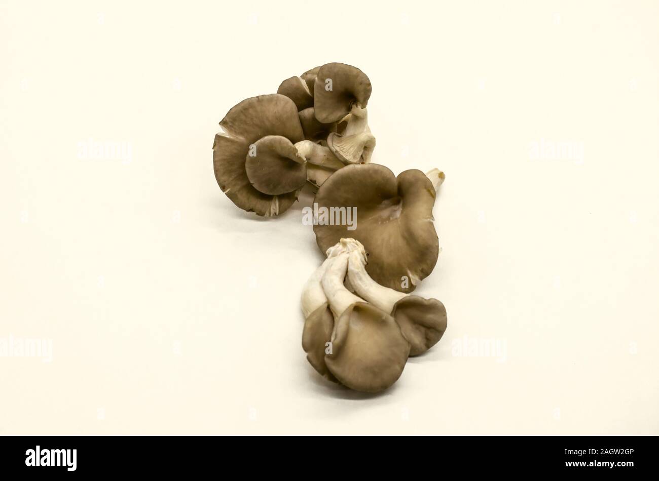 Weißer Hintergrund mit einer Gruppe von Reifen nicht geschält Genießbare nützliche Pilze Austernpilze Stockfoto