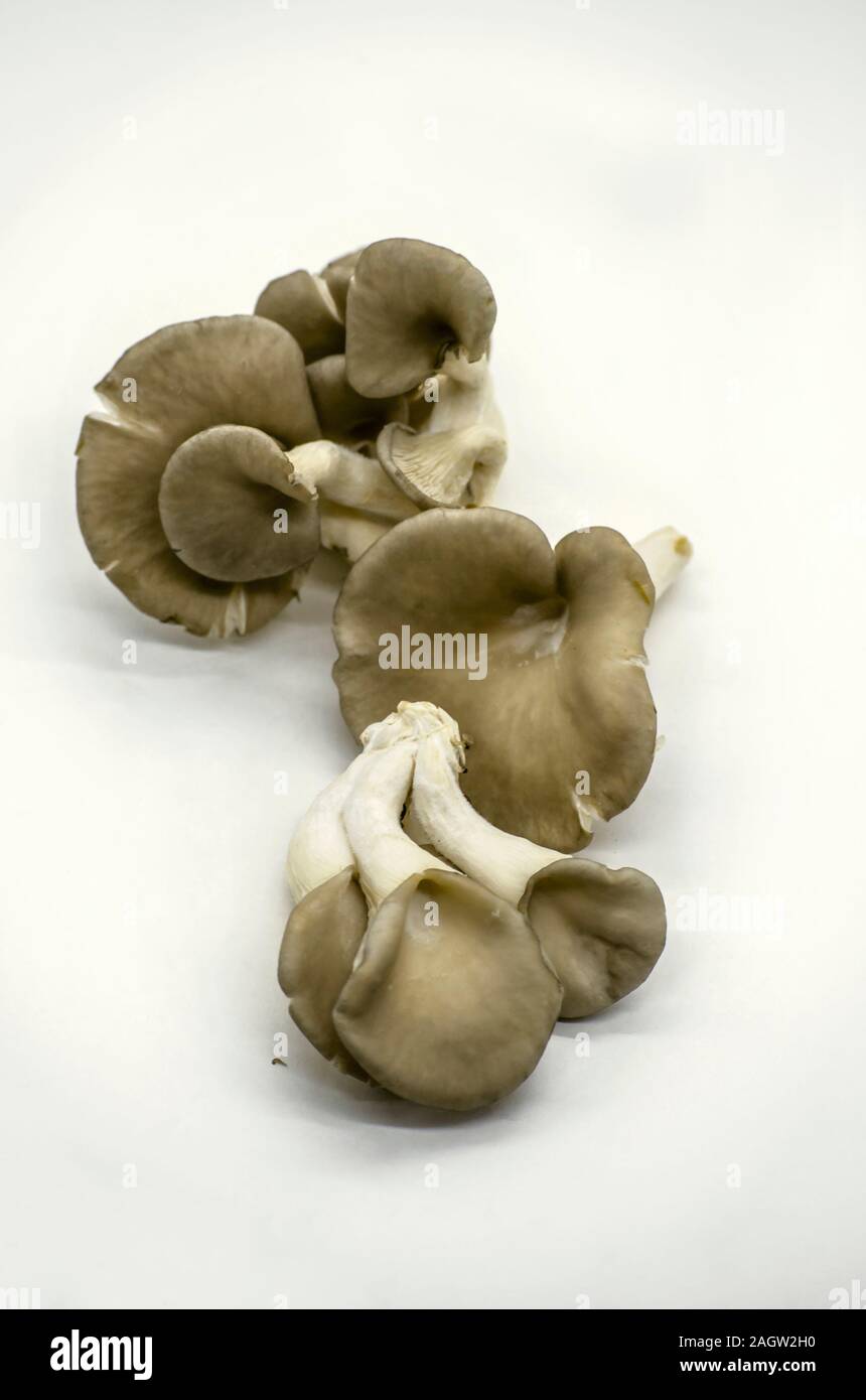 Weißer Hintergrund mit einer Gruppe von Frisch reif gepflückt, nicht geschält genießbare Auster Pilze für die Küche gekocht Stockfoto